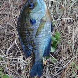 ブルーギル