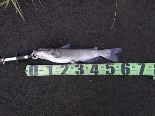 アメリカナマズの釣果