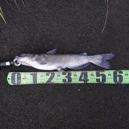 アメリカナマズ