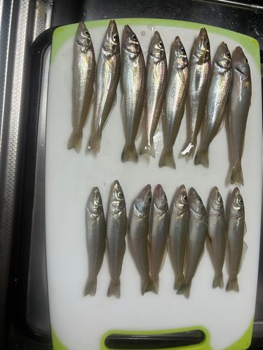 キスの釣果