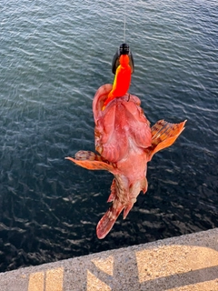 カサゴの釣果