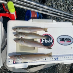 シロギスの釣果