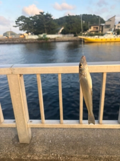 シロギスの釣果