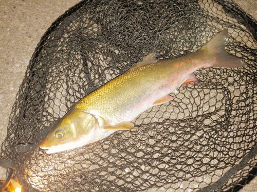マルタウグイの釣果