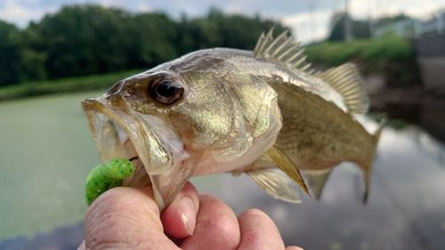 ブラックバスの釣果