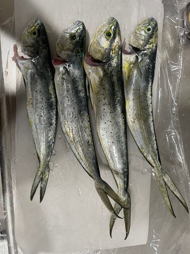 シイラの釣果