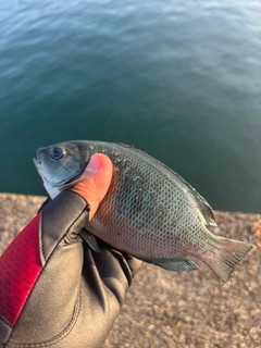 グレの釣果
