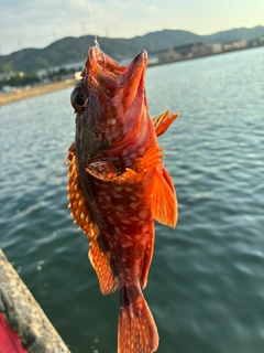 ガシラの釣果