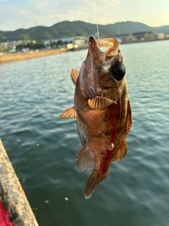 メバルの釣果
