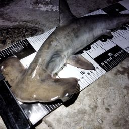 ハンマーヘッドシャーク