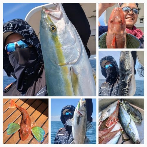 ワラサの釣果