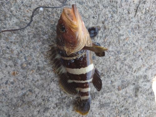 アオハタの釣果