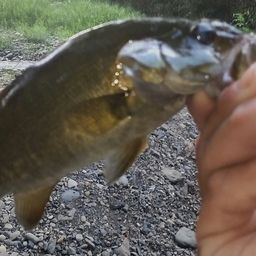 スモールマウスバス