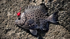 イシガキダイの釣果