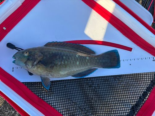 アオブダイの釣果