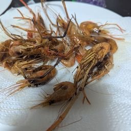 テナガエビ