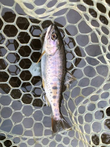 ヤマメの釣果