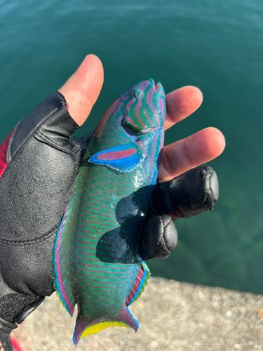 オトメベラの釣果