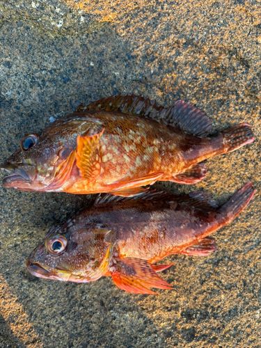 カサゴの釣果