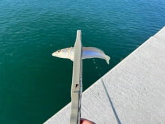 シロギスの釣果