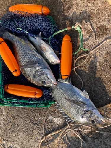 クロダイの釣果