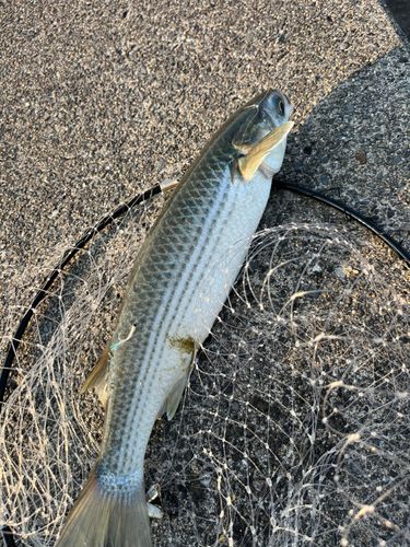 ボラの釣果