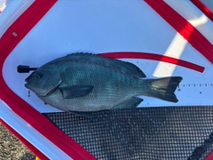 グレの釣果