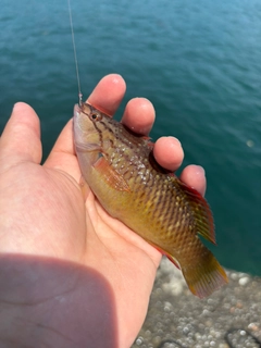 アカササノハベラの釣果