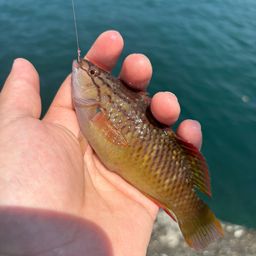 アカササノハベラ