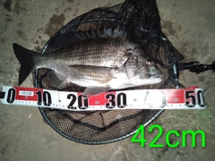 クロダイの釣果