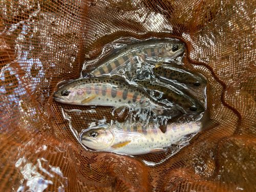 ヤマメの釣果