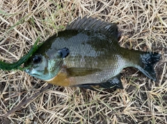 ブルーギルの釣果