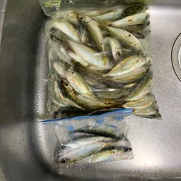 アジ