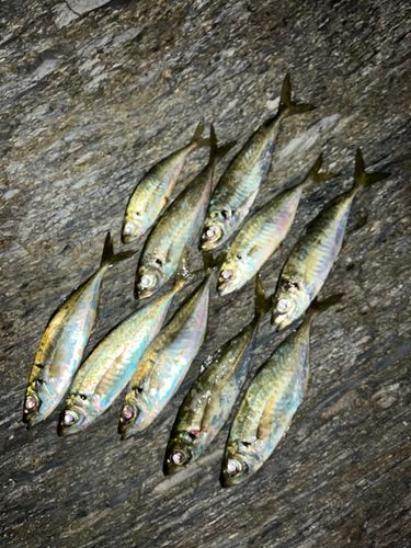 アジの釣果
