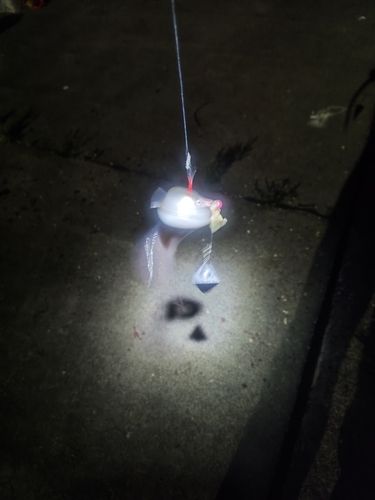 マアナゴの釣果