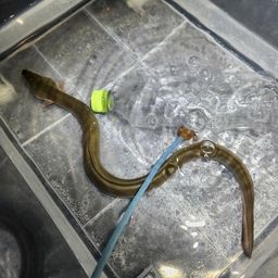 ニホンウナギ