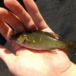 スモールマウスバス