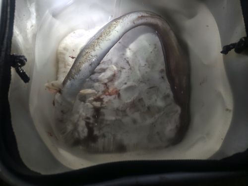 マアナゴの釣果