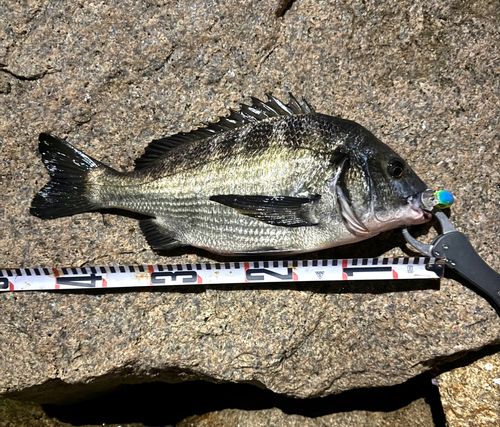 クロダイの釣果