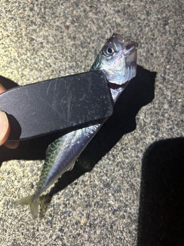 サバの釣果