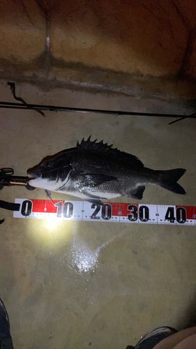 チヌの釣果
