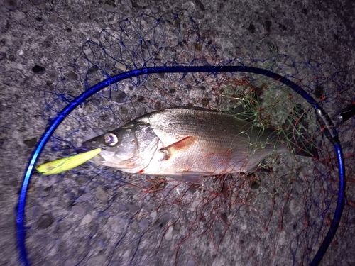 フッコ（ヒラスズキ）の釣果