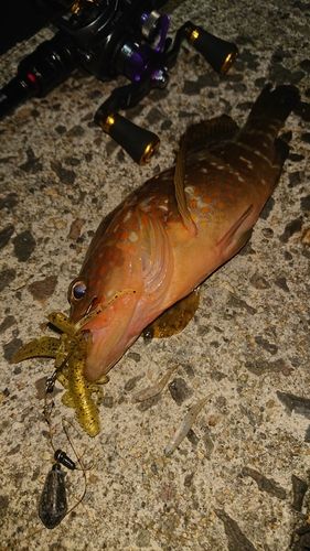 キジハタの釣果