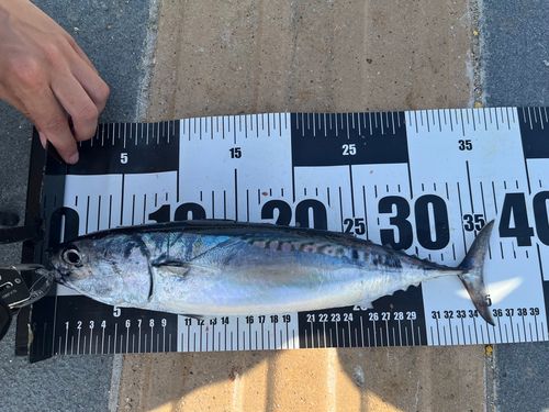 マルソウダの釣果