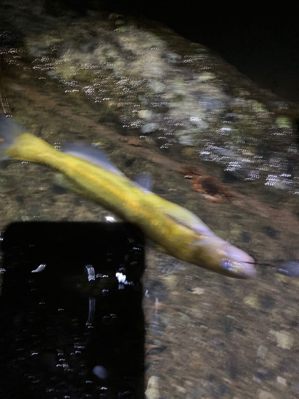 ギギ