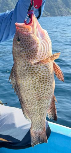 オオモンハタの釣果