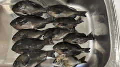 グレの釣果