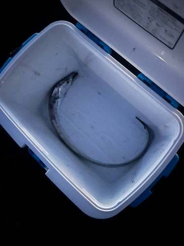 タチウオの釣果