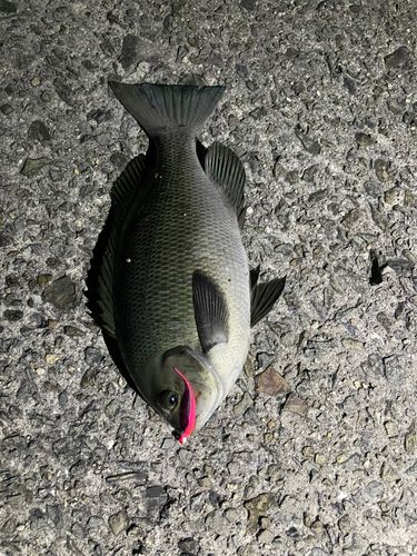 クチブトグレの釣果