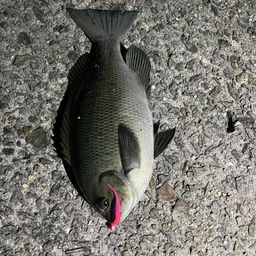 クチブトグレ